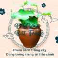 Chum sành trồng cây – Dùng trong trang trí tiểu cảnh